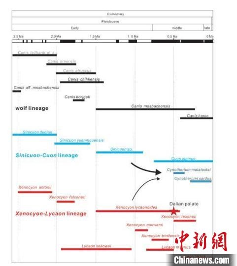 第四紀主要犬族成員分布年代圖?！≈锌圃汗偶棺邓?供圖