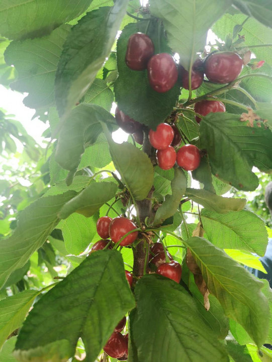 1751936753954401.jpg 經濟2.jpg