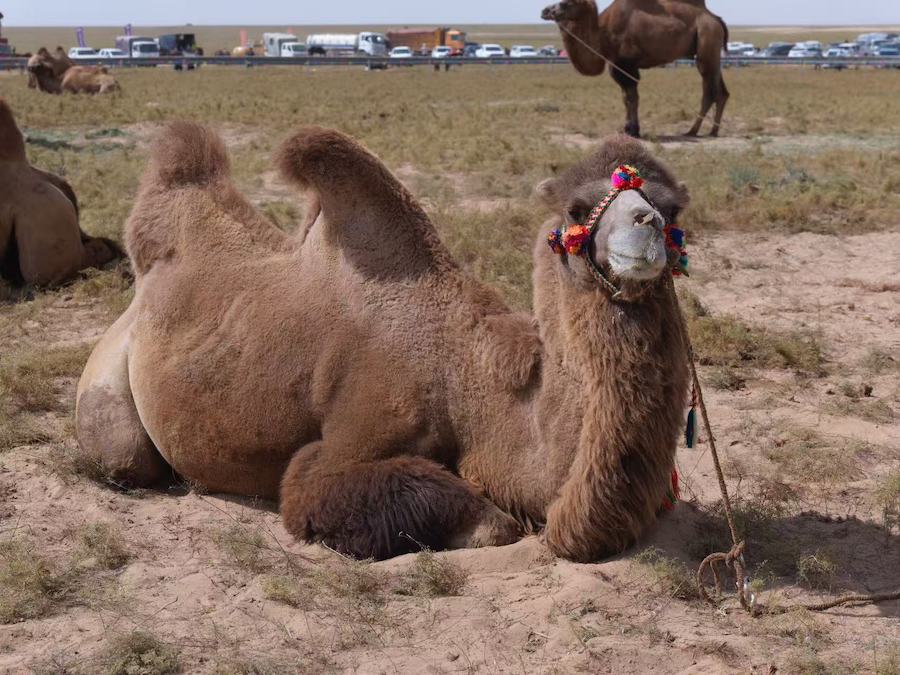 1757823765590912.jpeg WechatIMG10357.jpeg