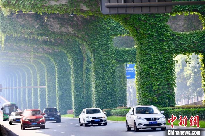 車輛從長滿爬山虎的橋墩旁經(jīng)過?！埨?攝