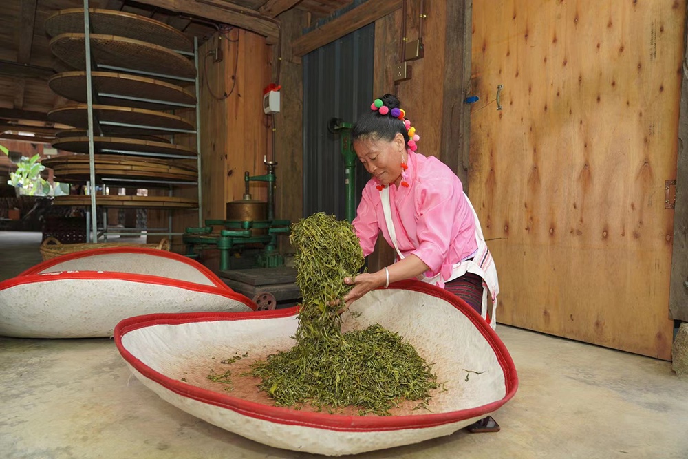 當?shù)卮迕裾谌嗄聿枞~。普洱景邁山古茶林保護管理局供圖