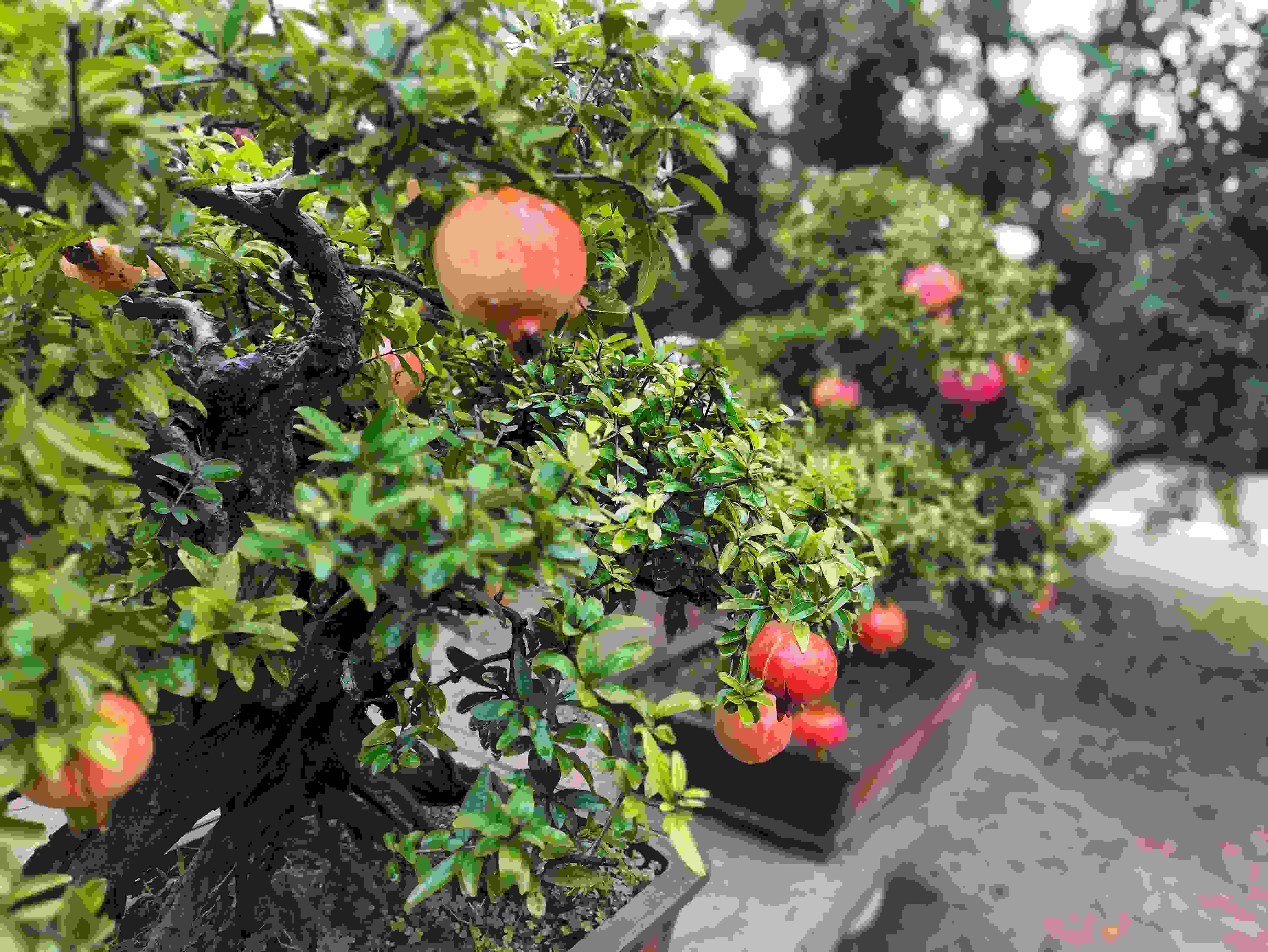 △石榴的發(fā)展帶動(dòng)了當(dāng)?shù)厥衽杈爱a(chǎn)業(yè)。（總臺(tái)央視記者鐘信偉拍攝）