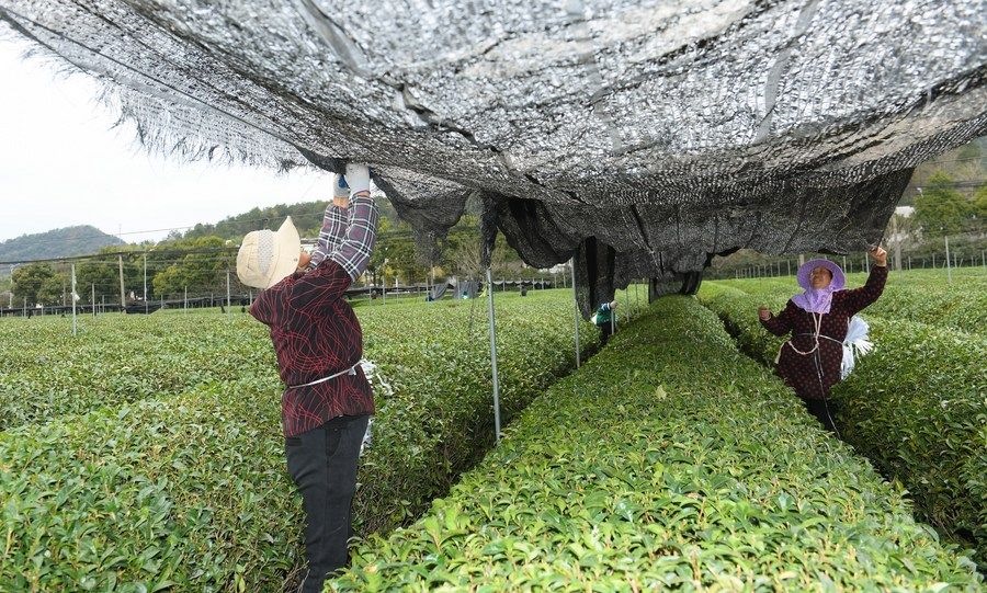  在浙江省紹興市越城區(qū)富盛鎮(zhèn)抹茶生產(chǎn)基地，農(nóng)戶為茶樹拉遮陽網(wǎng)（2023年2月28日攝）。