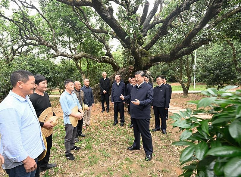 △2023年4月11日，習(xí)近平總書記在廣東茂名高州市根子鎮(zhèn)柏橋村荔枝種植園，同現(xiàn)場(chǎng)技術(shù)人員親切交流。