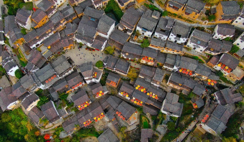 這是婺源縣江灣鎮(zhèn)篁嶺村的曬秋景象（2019年11月7日攝）。