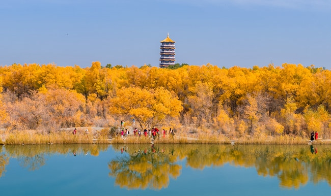 胡楊林金碧耀眼。蘭州局集團(tuán)公司融媒體中心供圖