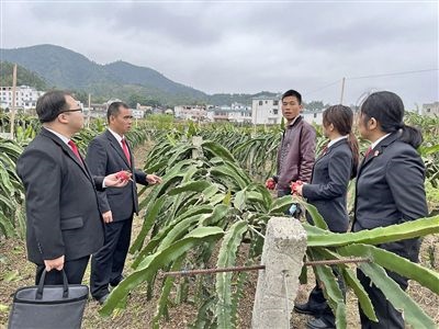  圖④：岑溪法院糯垌法庭法官深入轄區(qū)火龍果基地調(diào)研。