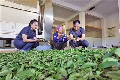  圖③：蒼梧法院六堡法庭法官深入茶企了解企業(yè)生產(chǎn)經(jīng)營情況。