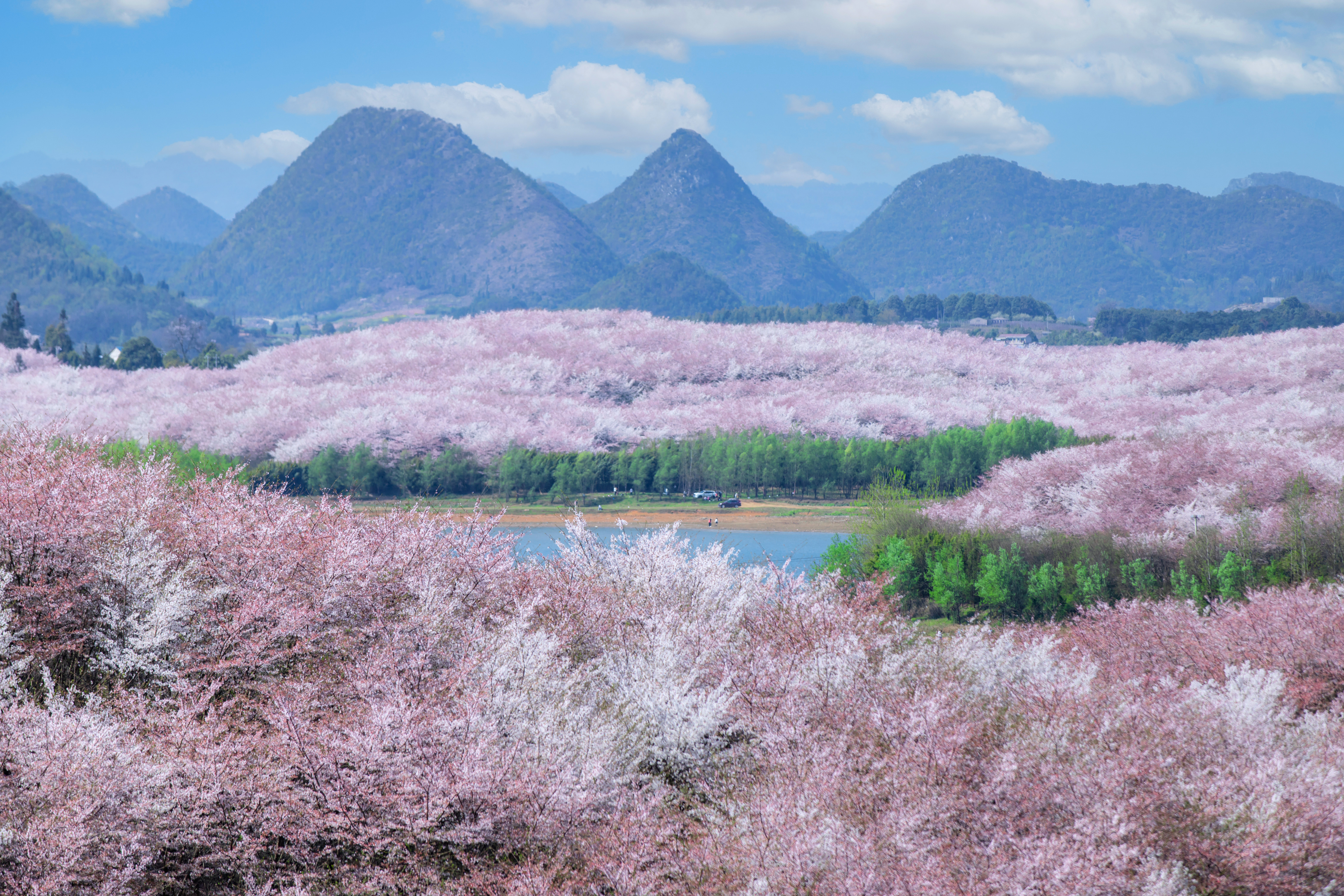 貴安櫻花園內(nèi)萬(wàn)畝櫻花盛放。楊明亮 攝