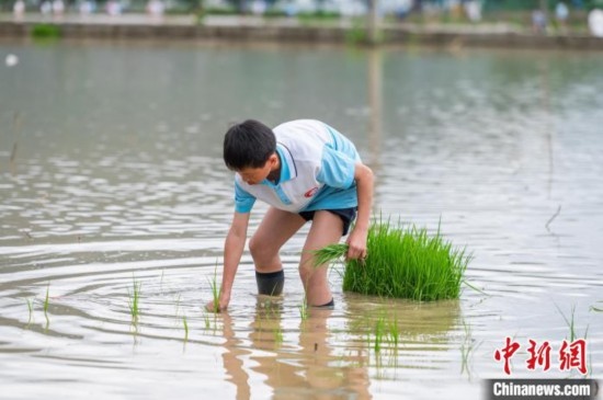 圖為5月21日，一名學(xué)生在綏陽縣旺草萬畝大壩體驗(yàn)插秧。唐哲 攝