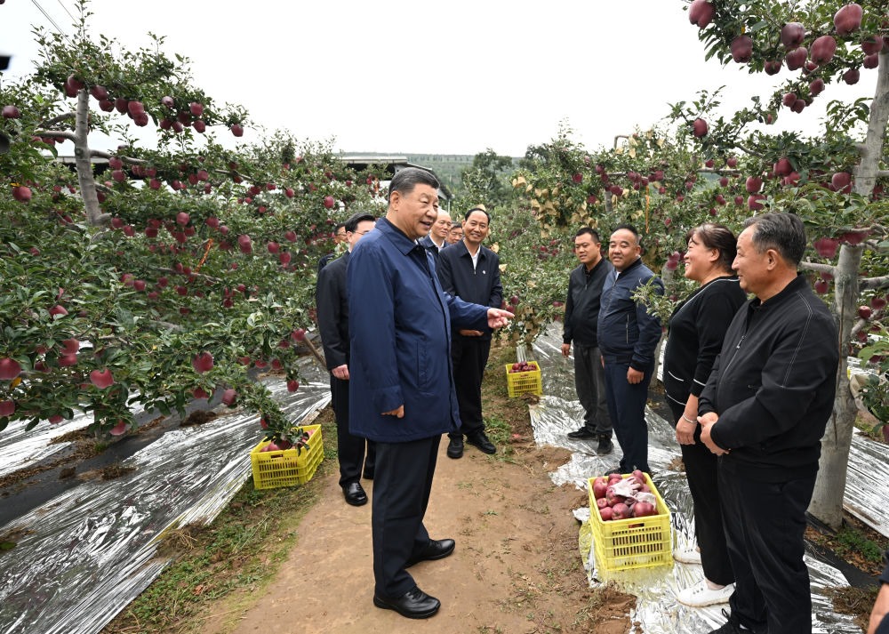 2024年9月11日，習(xí)近平在甘肅省天水市麥積區(qū)南山花牛蘋果基地考察時(shí)，走進(jìn)果林了解相關(guān)種植、技術(shù)和管理情況。習(xí)近平指出：“經(jīng)過70多年培育發(fā)展，花牛蘋果品牌更響亮了。要加強(qiáng)品種保護(hù)和培育，優(yōu)化種植方式，創(chuàng)新營銷模式，把這個(gè)特色產(chǎn)業(yè)做得更大，帶動(dòng)更多群眾增收致富。”