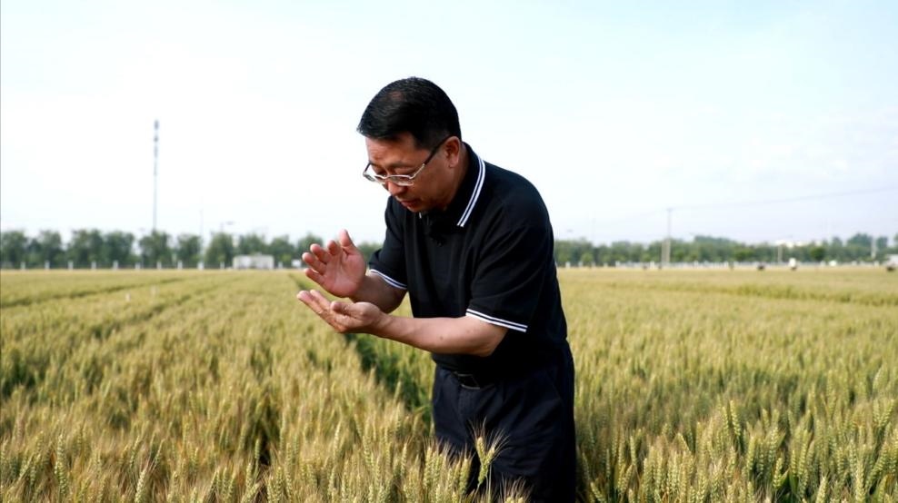 張福鎖在曲周查看小麥長勢。受訪者供圖