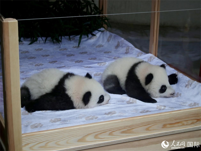 柏林動(dòng)物園的明星“夢(mèng)好”與“夢(mèng)甜”。人民網(wǎng) 肖晶攝
