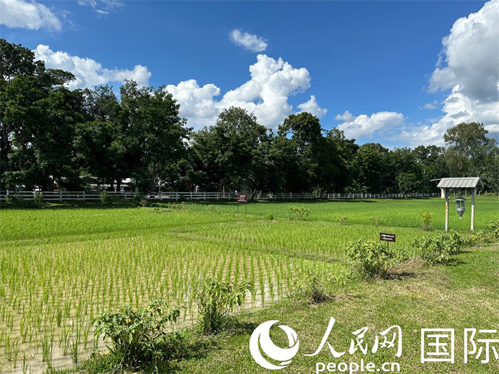 泰國沙功那空省水稻種植示范基地。人民網(wǎng)記者 簡承淵攝
