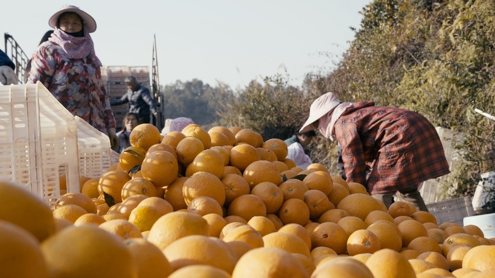 贛南臍橙喜獲豐收。人民網(wǎng)記者 張力洋攝