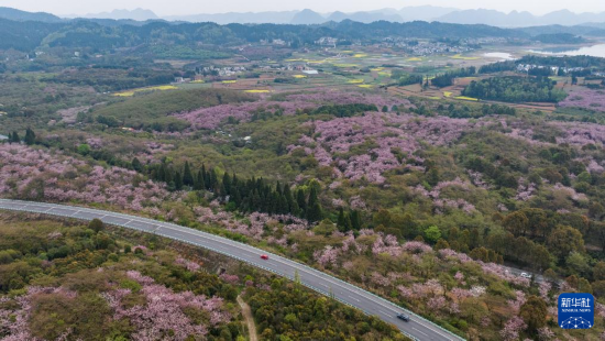 清鎮(zhèn)市紅楓湖鎮(zhèn)右二村旁的道路與花海相映（4月5日攝，無人機照片）。