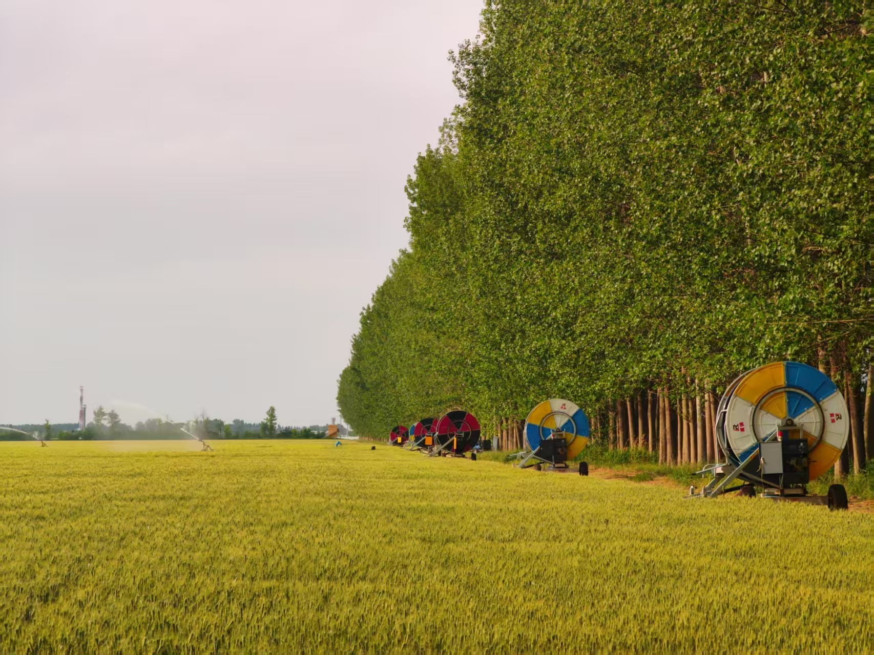 陜西華陰市華西鎮(zhèn)農(nóng)墾農(nóng)場正在作業(yè)的卷盤式噴灌機。受訪者供圖